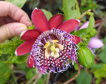 Passiflora Alata, växt