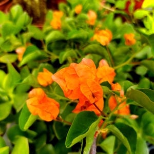 Op de afbeelding: Een levendige bougainvillea-plant met trossen feloranje, papierachtige schutbladeren en weelderige groene bladeren. De delicate, dunne bloemblaadjes zijn gerangschikt in dichte, overlappende lagen voor een contrast.