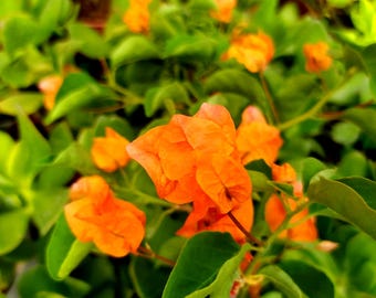 Può includere: Una vibrante pianta di bougainvillea con grappoli di brattee color arancione brillante e cartacee, insieme a foglie verdi rigogliose. I petali delicati e sottili sono disposti in strati densi e sovrapposti.