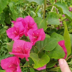 Bougainvillea Pink,plant