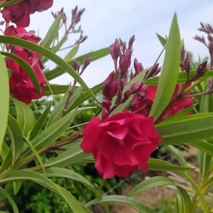 Puede incluir: Un vibrante arbusto de adelfa con flores de color magenta intenso de múltiples pétalos superpuestos, junto con numerosos capullos cerrados de color rosa oscuro y hojas verdes largas, delgadas y puntiagudas.