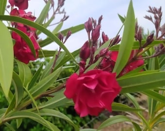 Nerium Oleander Double Red,einzelne Stecklinge x2
