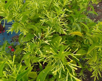 Cestrum nocny, roślina