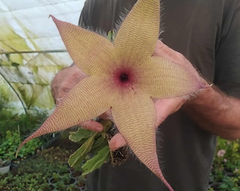 Stapelia Gigantea Żółta, roślina