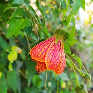 Könnte beinhalten: Eine glockenförmige Abutilon-Blüte, die nach unten hängt und leuchtend orange-rote Blütenblätter mit einem ausgeprägten gelben Adern-Muster aufweist. Die Blüte hat einen markanten zentralen Staubfaden mit orangefarbenem Pollen, umgeben von grünen Blättern.