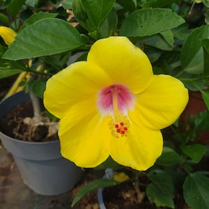 May include: A vibrant yellow hibiscus flower with five broad, overlapping petals and a prominent central stamen. The centre of the bloom features a soft pink halo surrounding a cluster of yellow filaments tipped with small, bright red pollen sacs.