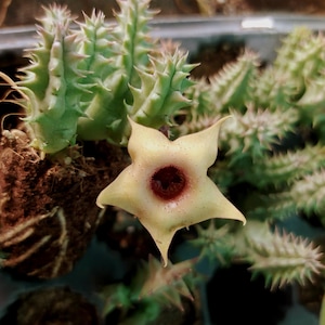 Peut inclure: Une plante succulente aux tiges colonnaires vert clair hérissées d'épines et une fleur unique en forme d'étoile à cinq branches. La fleur est jaune pâle avec un centre marron foncé, présentant une texture lisse et des pétales pointus.