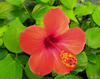 Hibiscus r.s. Red, pianta