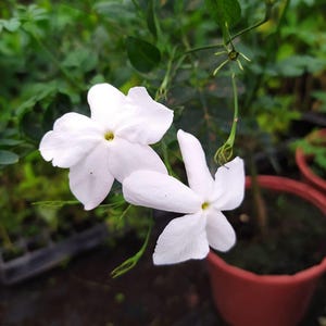 Peut inclure: Deux fleurs de jasmin blanches avec des centres jaunes fleurissent sur une plante verte. La plante est dans un pot brun.