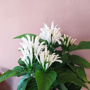 Op de afbeelding: Een witte bloeiende plant met lange, slanke bloemblaadjes en groene bladeren. De plant staat in een pot, maar de pot is niet zichtbaar op de afbeelding.