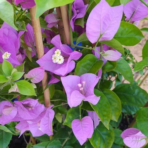 Op de afbeelding: Een close-up van een roze bougainvillea plant met levendige bloemen en groene bladeren. De plant groeit omhoog langs een houten trellis.