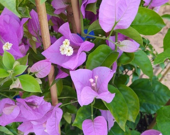 Bougainvillea Lila,Pflanze