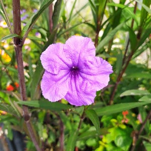 Könnte beinhalten: Eine einzelne, violette Blüte mit gekräuselter Textur blüht vor einem Hintergrund aus grünem Laub.
