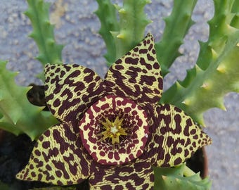 Staphelia variegata, pianta