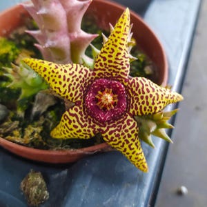 Op de afbeelding: Een stervormige vetplantbloem met vijf puntige bloemblaadjes met een heldergele basiskleur en een dicht patroon van donkerbruine vlekken. Het midden van de bloem is een diepbruine ring rondom een kleine, gedetailleerde geel-rode stamper.