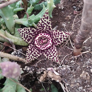 Könnte beinhalten: Nahaufnahme einer sternförmigen Blüte mit einem weinroten und cremefarbenen Fleckenmuster. Die Blüte ist von grünen Sukkulenten und brauner Erde umgeben. Das Zentrum der Blüte ist tief weinrot.