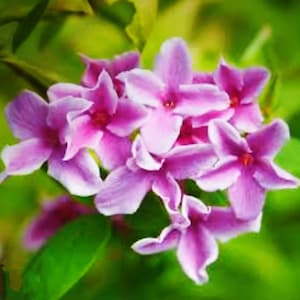 Könnte beinhalten: Eine Ansammlung leuchtend rosa und violetter Blüten mit jeweils vier ausgeprägten Blütenblättern und einer kleinen rötlichen Mitte. Die Blüten sind in einer dichten Gruppe angeordnet und von weichem, grünem Laub umgeben.