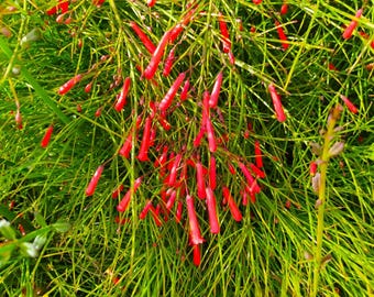 Russelia Rot,pflanze