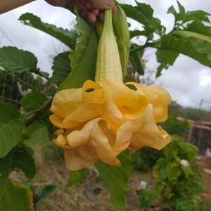 Brugmansia doble amarilla, planta