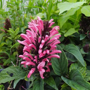 Op de afbeelding: Een close-up van een roze en paarse bloem met lange, dunne bloemblaadjes. De bloem wordt omringd door groene bladeren.