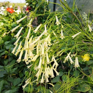 Op de afbeelding: Een tros bleekgele, trompetvormige bloemen die aan dunne, groene stengels hangen. De bloesems zijn slank en langwerpig, met delicate, uitlopende bloemblaadjes aan de uiteinden. De plant vertoont talloze kleine, lichtgekleurde bloemen.
