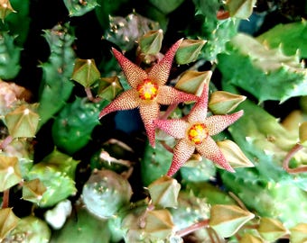 Piaranthus geminatus var. fetidus,pianta