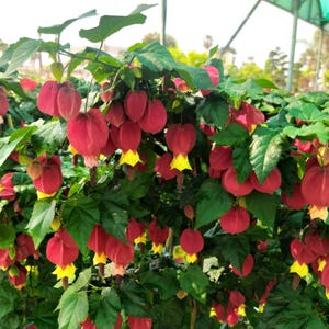 Abutilon megapotanicum, plant: