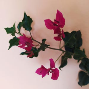 May include: A close-up of a bougainvillea branch with vibrant magenta flowers and dark green leaves. The flowers are in full bloom, showcasing their delicate petals. The image is set against a soft, peach-colored background.