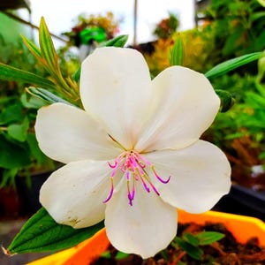 Tibouchina urvilleana Peace Baby,plant