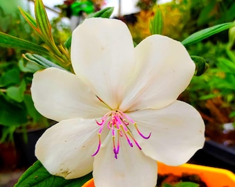Tibouchina urvilleana Peace Baby, plant