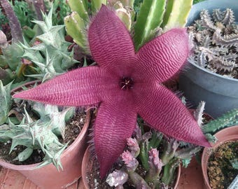 Staphelia Gigantea, plant: