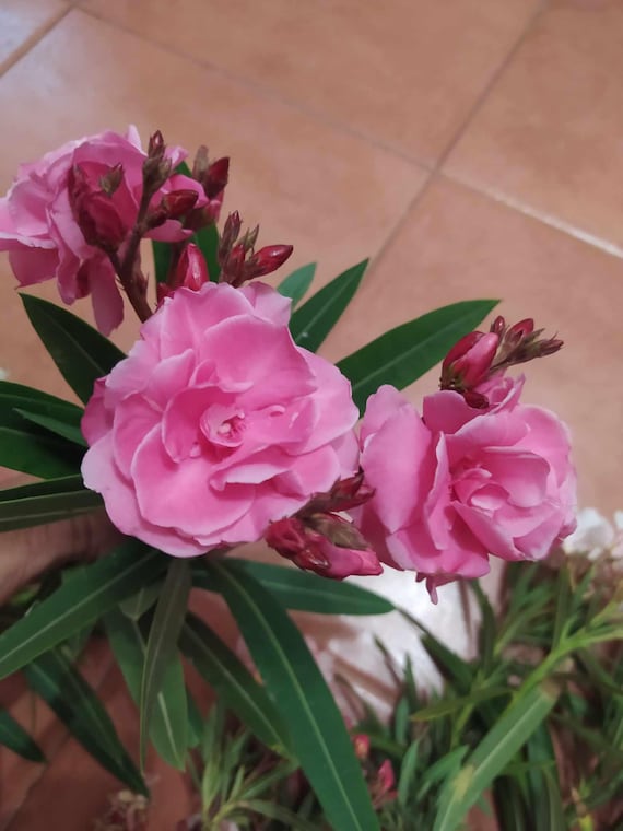 Nerium Oleander Double Pink, wurzellose Stecklinge x2