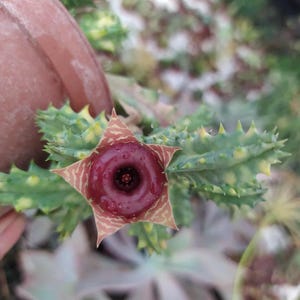 Op de afbeelding: Een vetplant met een stervormige bloem met een dieprood, glanzend, ringvormig centrum en lichtbruine, geaderde bloemblaadjes. De stengels zijn groen met gele variatie en bedekt met kleine, scherpe, puntige stekels.