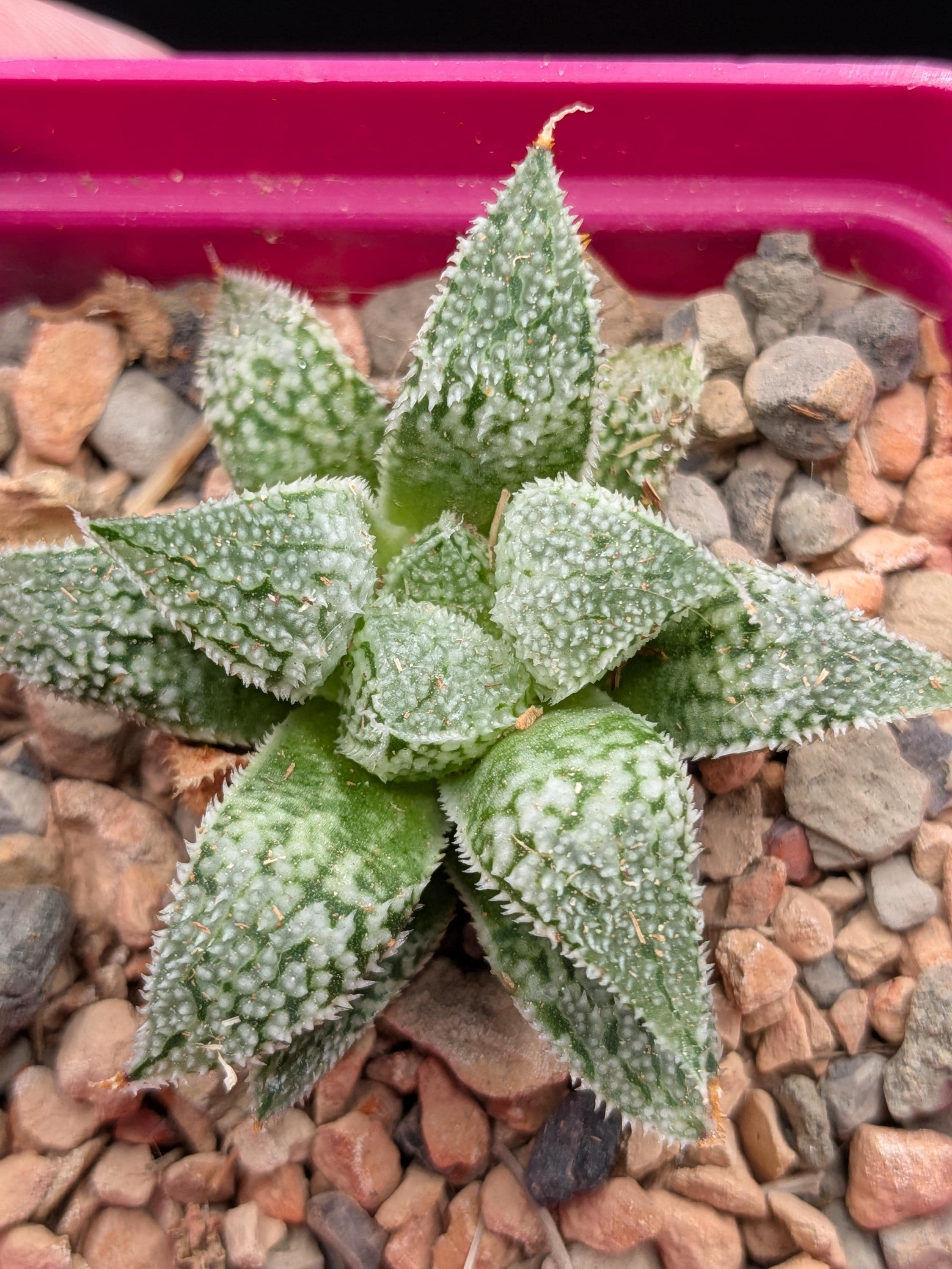 Renny's Haworthia - Etsy