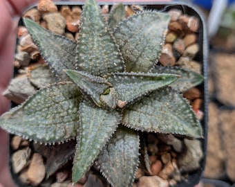 Haworthia 'Silver Wolf Spider', shown in 2.2" pot, Growers choice
