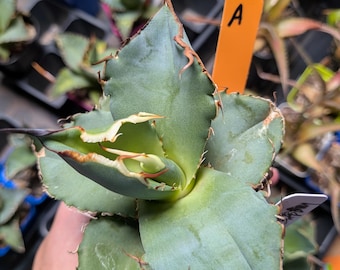 Agave Titanota 'caesar' - アガベ チタノタ “シーザー” - 凱撒嚴龍