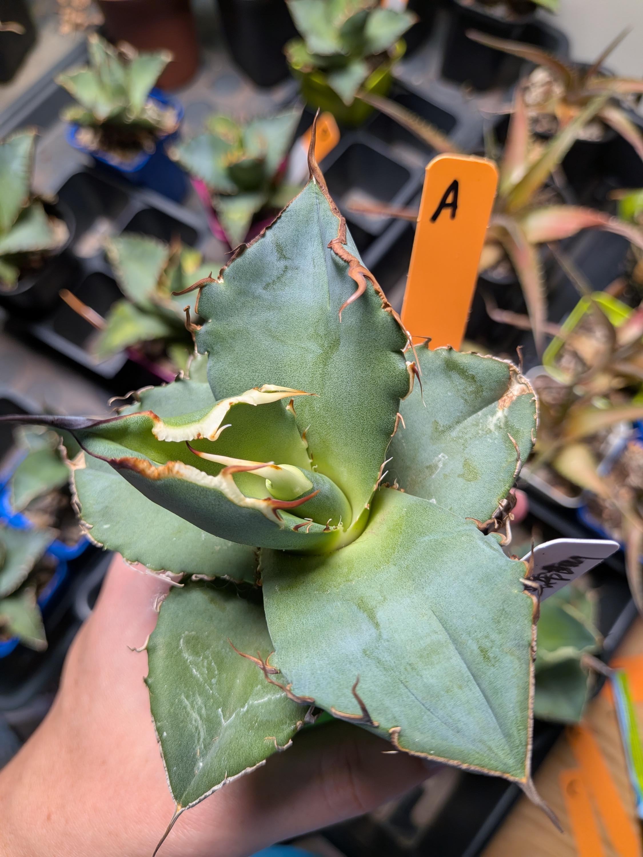 Agave Titanota Black - Etsy