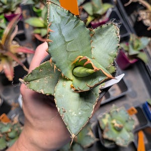 Agave Titanota 'Black Row', 2.5" pot