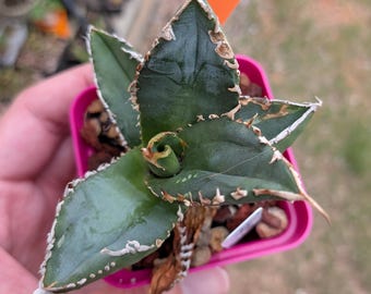 Agave Titanota 'caesar' - アガベ チタノタ “シーザー” - 凱撒嚴龍