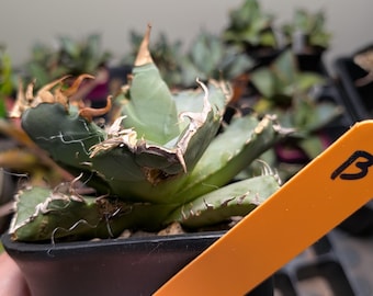 Agave titanota Caesar 】ライズ産 強棘 極上株 Agave titanota Caesar