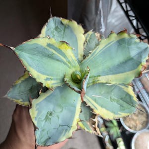 May include: A variegated agave plant featuring thick, fleshy leaves with a central blue-green hue and creamy yellow margins. The leaves are arranged in a rosette pattern, each tipped with a sharp, dark brown spine and serrated edges along the sides.
