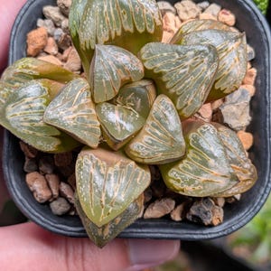 Haworthia &#39;Silver Mutica&#39;, shown in 3&quot; pot