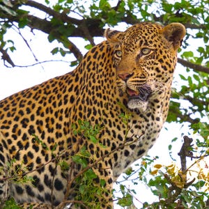 Leopard Photography Acrylic Print - Majestic Leopard in Tree, Wildlife Wall Art, African Safari Decor, Big Cat Photo for Animal Lovers