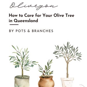 Oliveyou - How to Care for Your for Olive Tree in Queensland