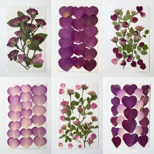 Assorted Dried Flowers, Real Pressed Flowers, Pink Flowers, Preserved Plants for Art Projects