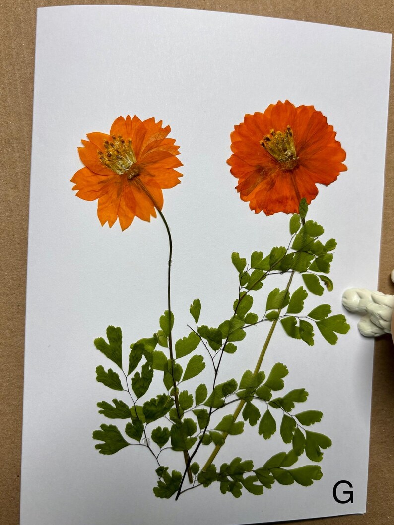 Botanical Card With Real Pressed Flowers, Handmade Blank Art Card - Etsy
