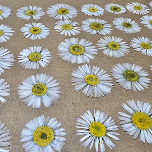 50 PCS Dried Common Daisies, Real Pressed Flowers, White Flowers, Bellis Perennis, Dried Flowers for Crafts