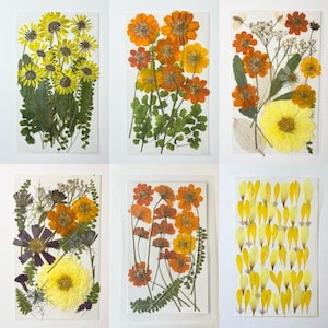 Assorted Dried Flowers, Real Pressed Flowers, Yellow Orange Flowers, Preserved Plants for Art Projects