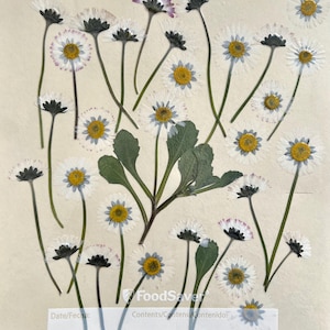 30 PCS Pressed White Daisies, Real Dried Flowers for Crafts, Assorted Flower Pack