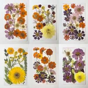 Assorted Dried Flowers, Real Pressed Flowers, Colorful Flowers, Preserved Plants for Art Projects